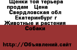 Щенки той-терьера. продам › Цена ­ 2 500 - Свердловская обл., Екатеринбург г. Животные и растения » Собаки   